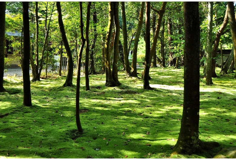 秋篠寺