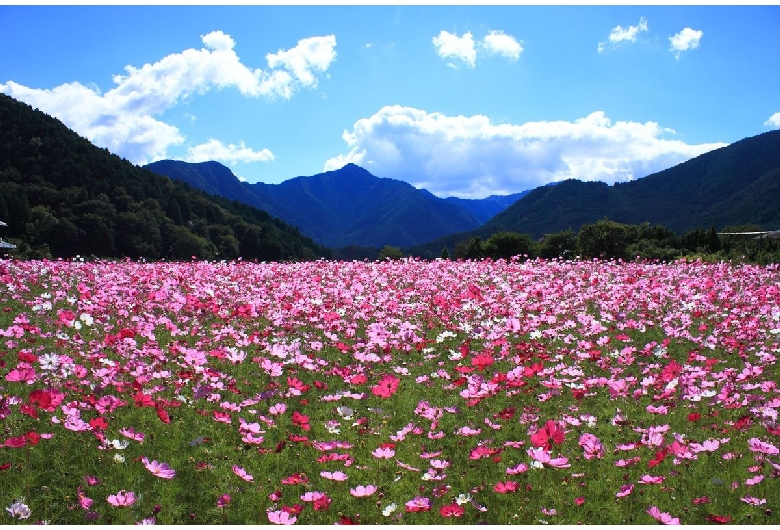 清住のコスモス畑