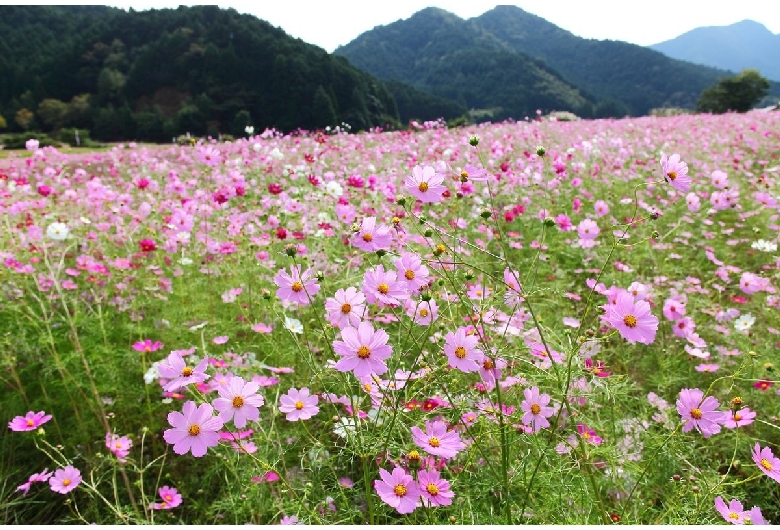 清住のコスモス畑