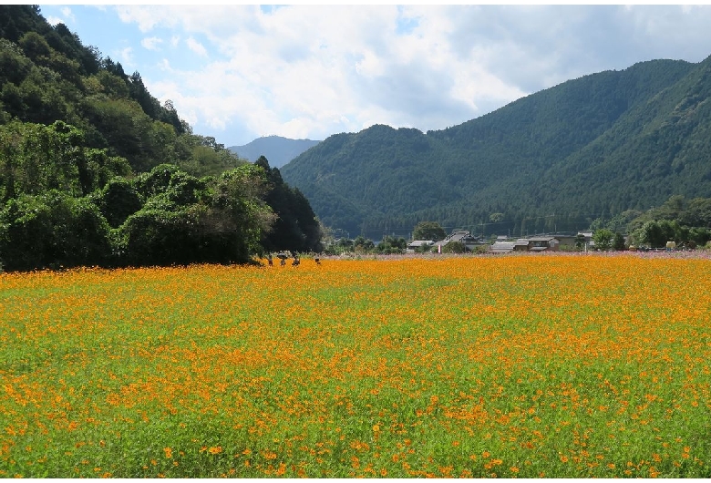 清住のコスモス畑