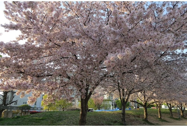 扇町公園