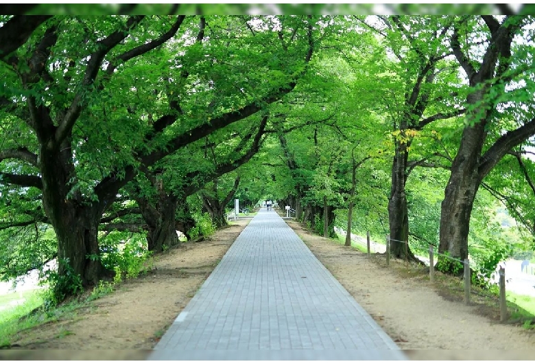 背割堤（淀川河川公園背割堤）