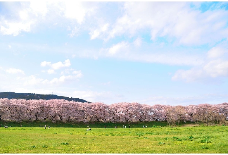 背割堤（淀川河川公園背割堤）