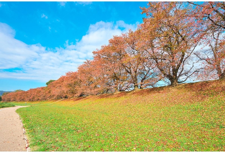 背割堤（淀川河川公園背割堤）