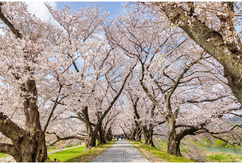 背割堤（淀川河川公園背割堤）