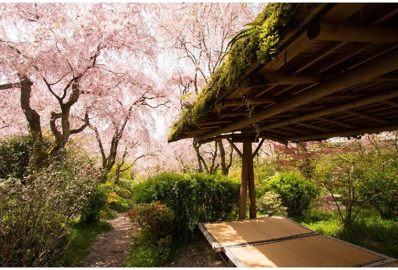 龍安寺＞京都府 - 京都市街地・嵐山・高雄・鞍馬・大原・伏見