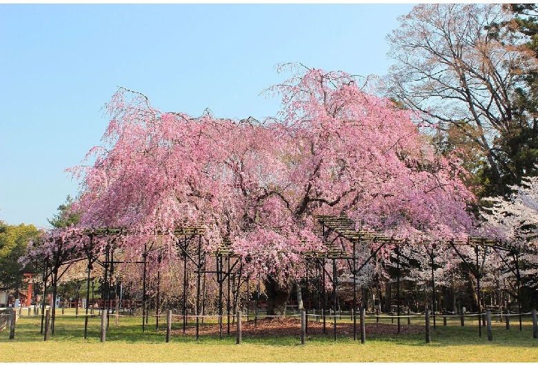 賀茂別雷神社（上賀茂神社）