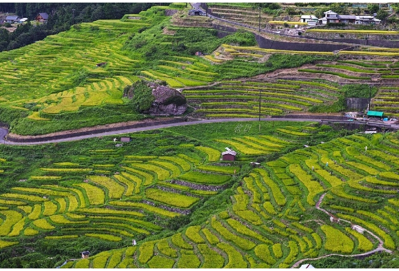 丸山千枚田