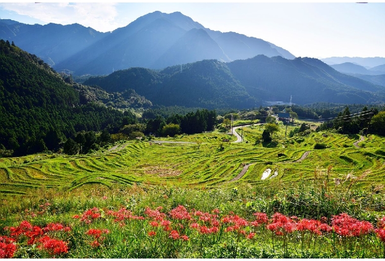 丸山千枚田