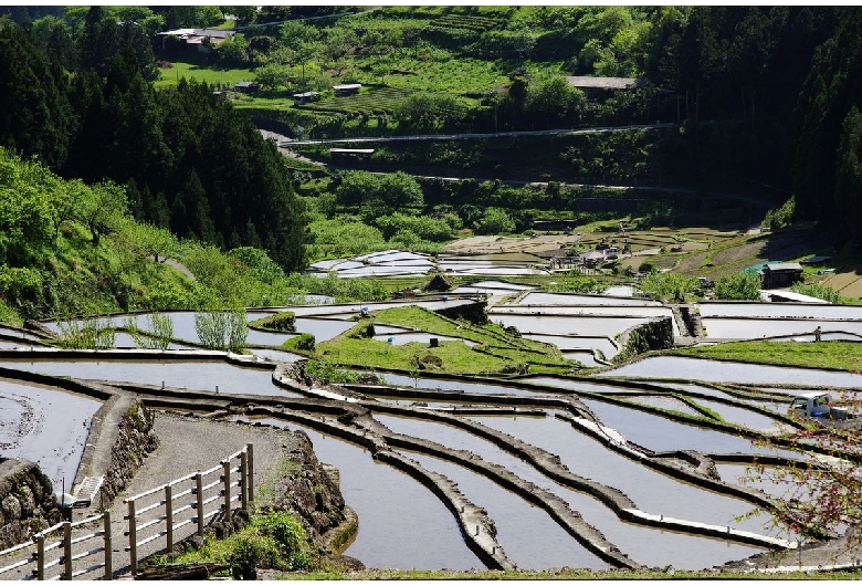 四谷の千枚田