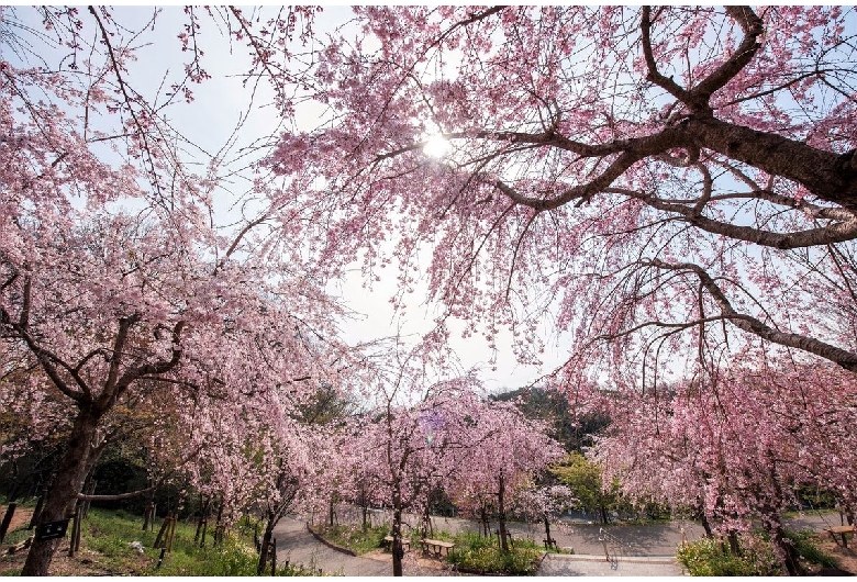 東山動植物園（東山公園・東山スカイタワー）