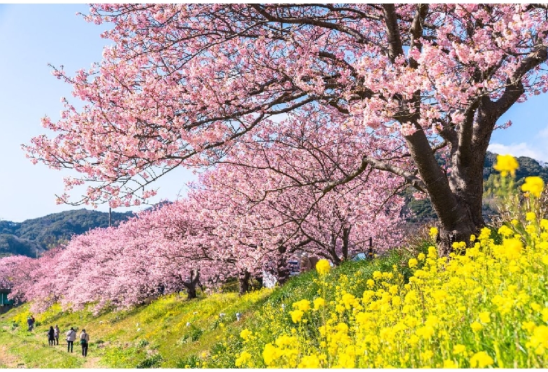 みなみの桜