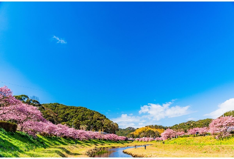 みなみの桜