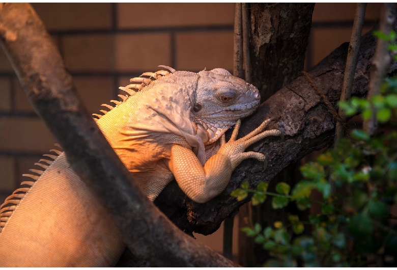 体感型動物園 iZoo