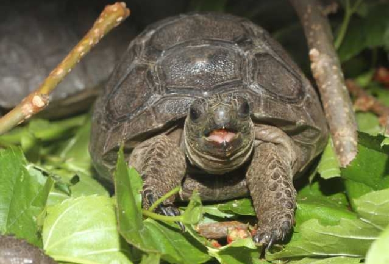 体感型動物園ｉＺｏｏ