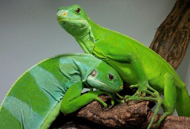 体感型動物園ｉＺｏｏ