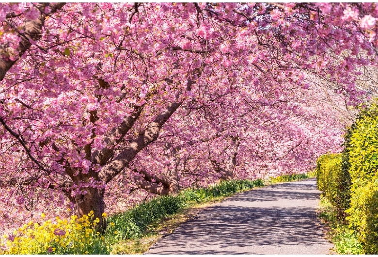 河津桜並木