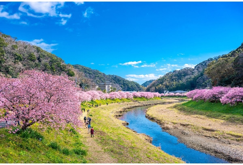 河津桜並木