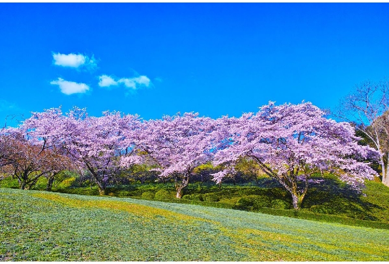 岩本山公園