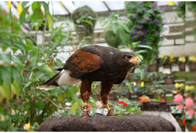 富士花鳥園