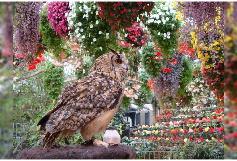 富士花鳥園