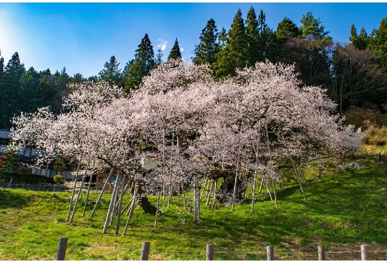 臥龍桜