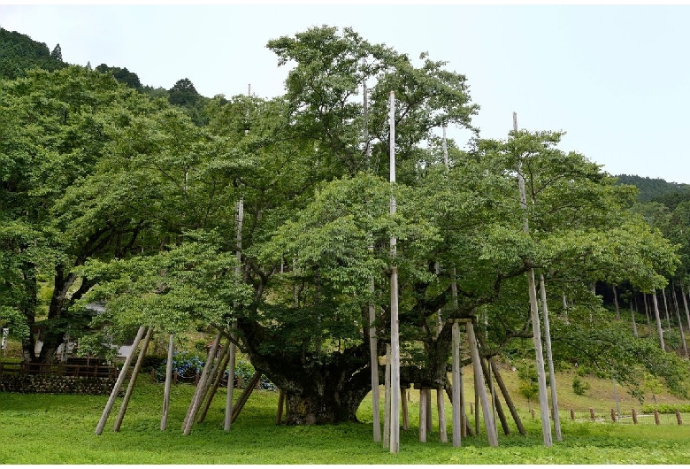 淡墨公園（根尾谷淡墨桜）