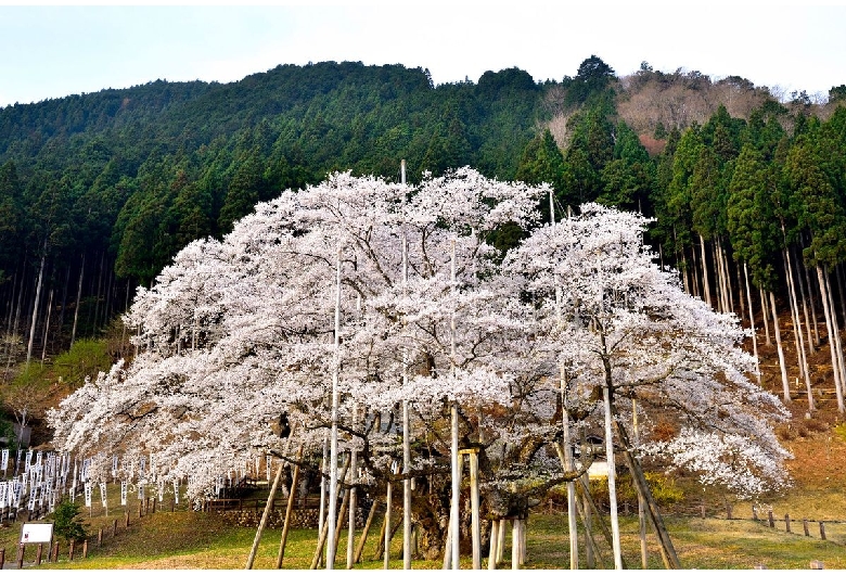 淡墨公園（根尾谷淡墨桜）