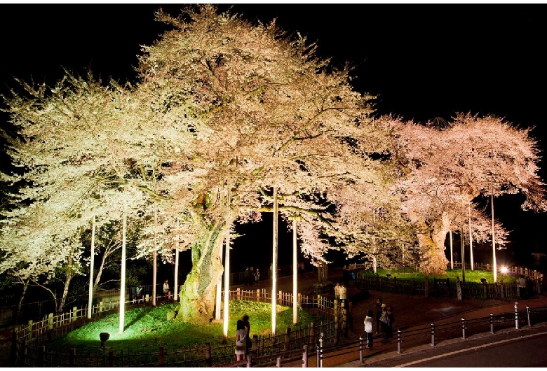 荘川桜（御母衣湖）