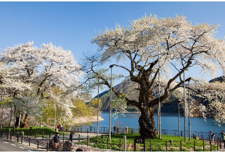 荘川桜（御母衣湖）