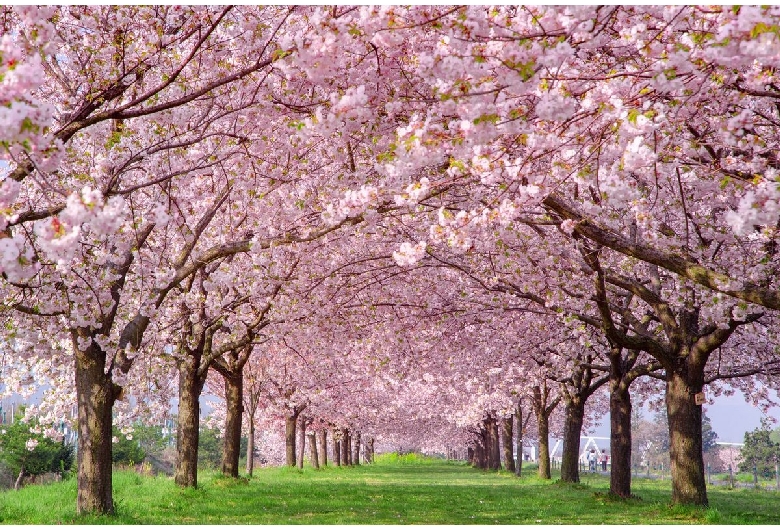 千曲川堤防桜堤