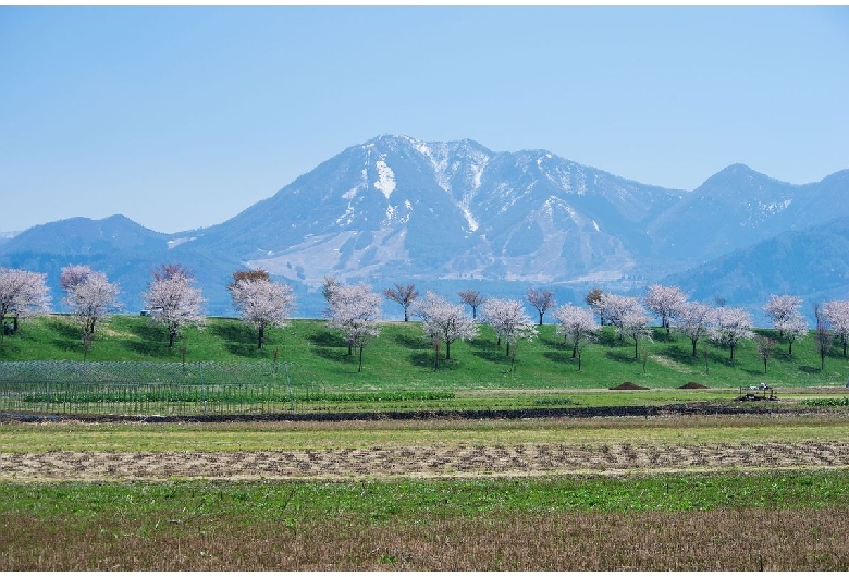 千曲川堤防桜堤