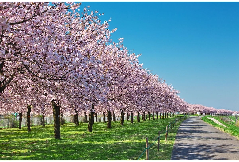 千曲川堤防桜堤