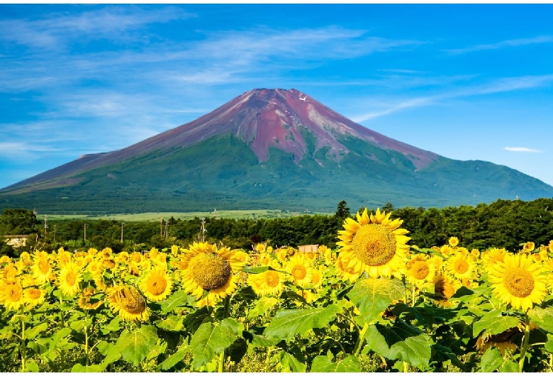 花の都公園（山中湖/富士山）