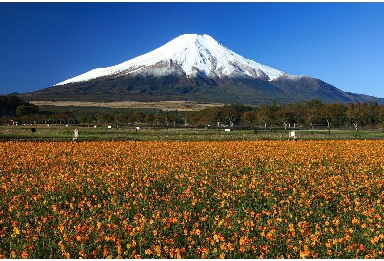 花の都公園（山中湖/富士山）