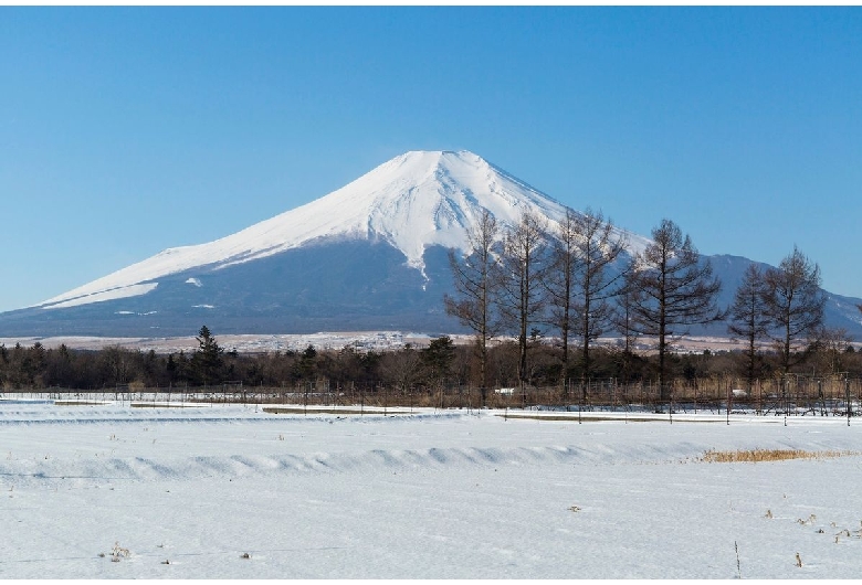 花の都公園（山中湖/富士山）