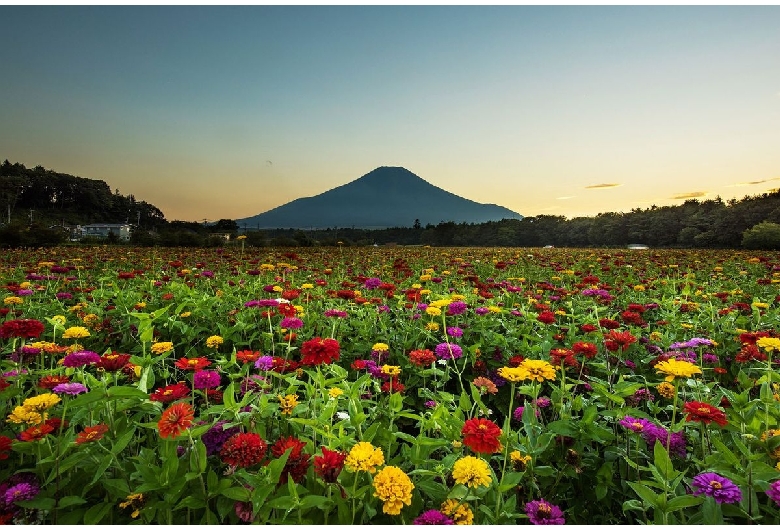 花の都公園（山中湖/富士山）