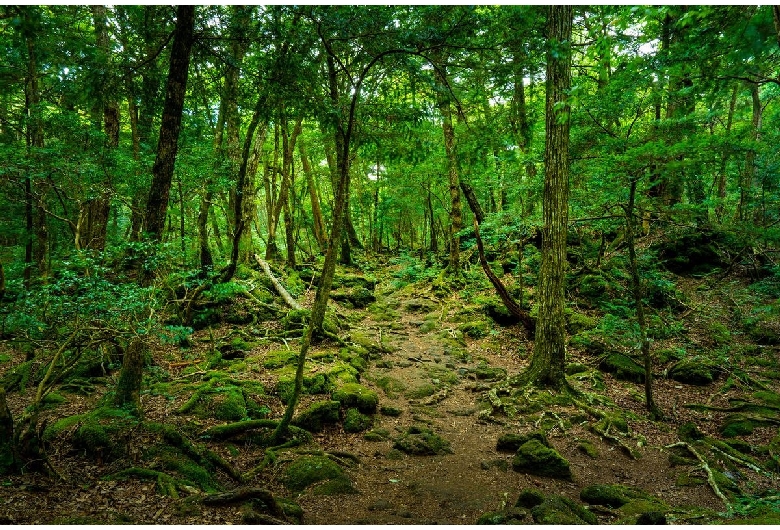 青木ヶ原樹海