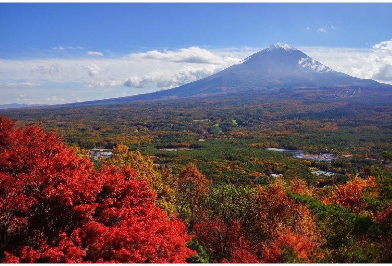 青木ヶ原樹海