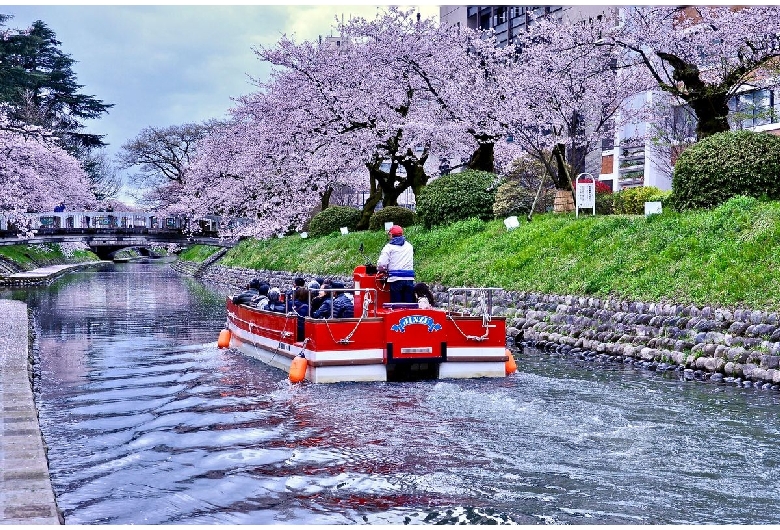 松川の桜