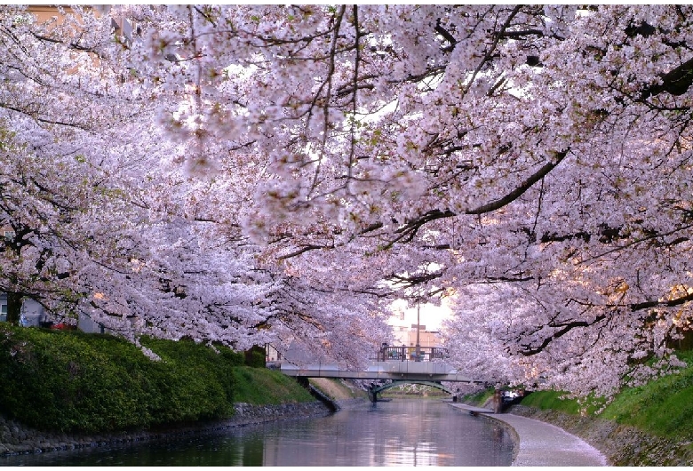 松川の桜