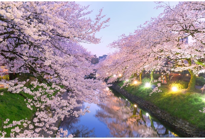 松川の桜