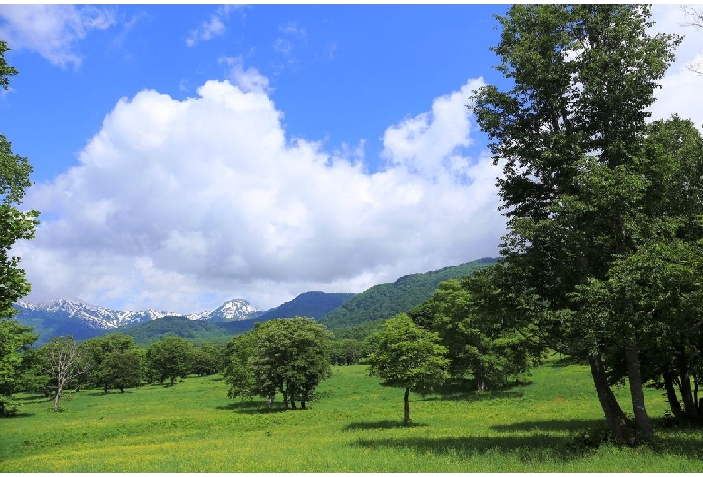 笹ヶ峰牧場