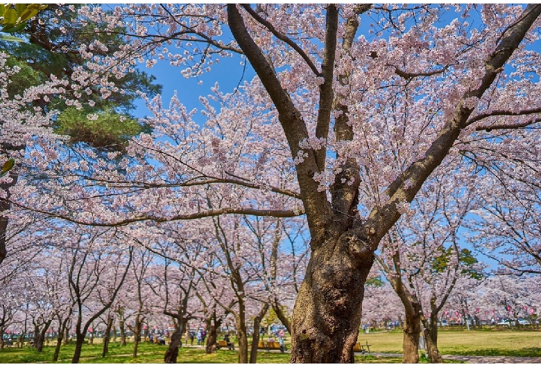 高田城（高田公園）