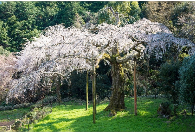 長興山紹太寺