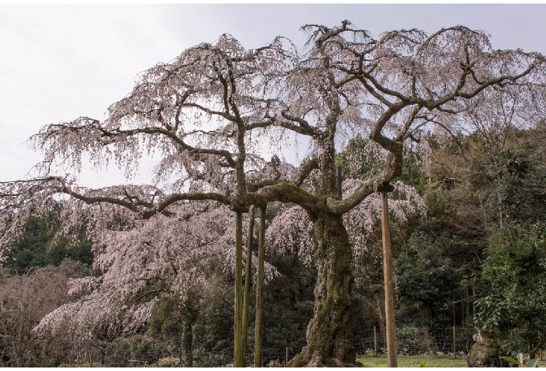 長興山紹太寺