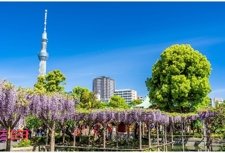 亀戸天神社