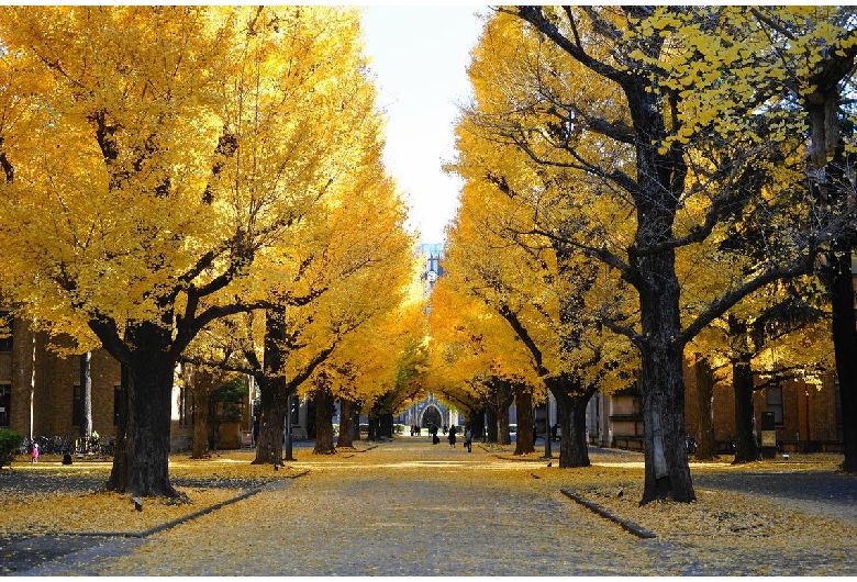 東京大学（本郷キャンパス）