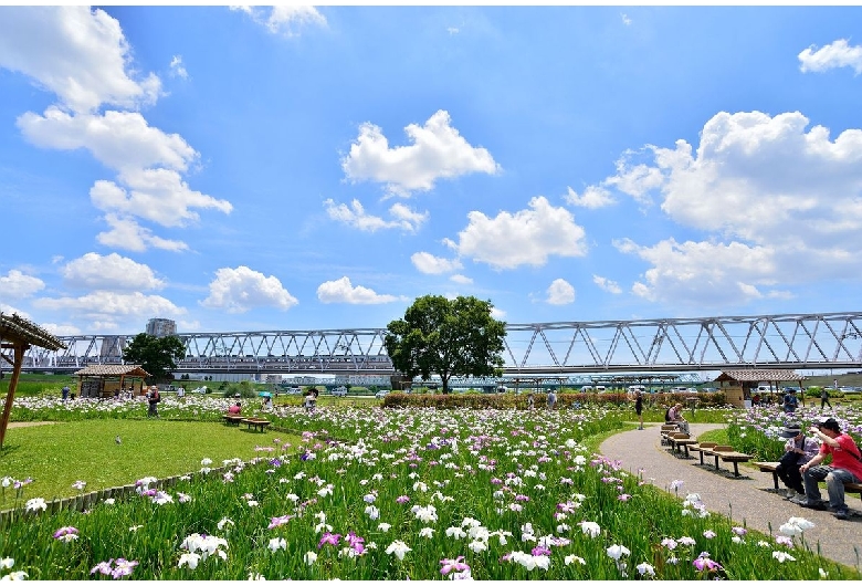 小岩菖蒲園