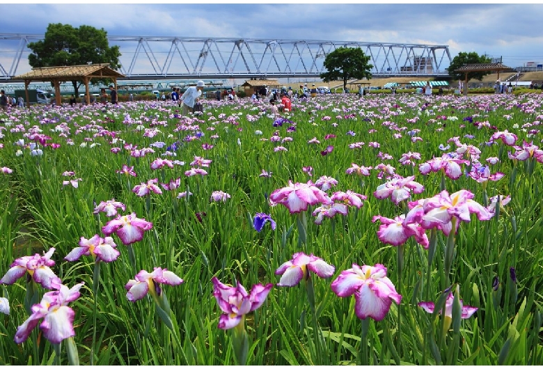 小岩菖蒲園